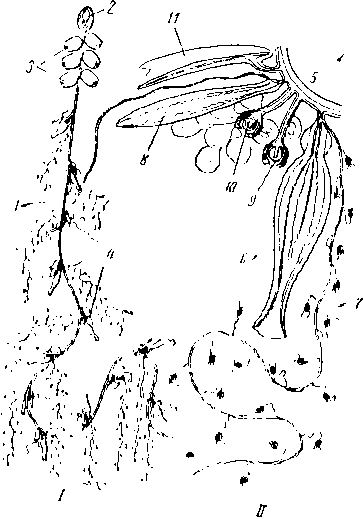 Схема строения сифонофоры