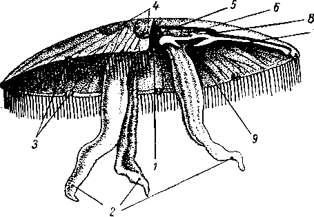 Строение медузы Aurelia aurita