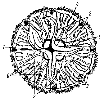 Медуза Aurelia aurita
