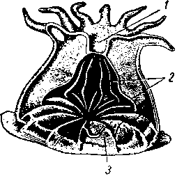 Схема строения одиночного кораллового полипа