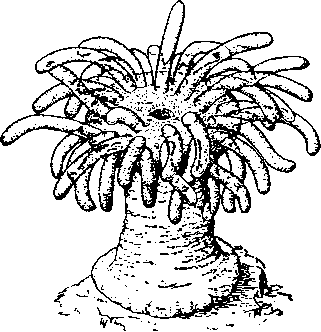 Обыкновенная, или конская, актиния (Actinia equina)