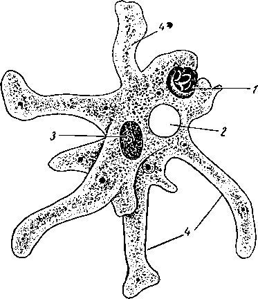 Amoeba proteus