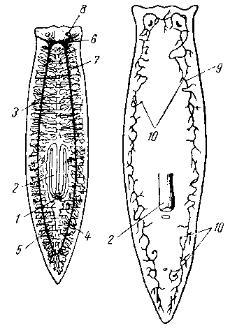 Организация молочной планарии Dendrocoelum lacleum