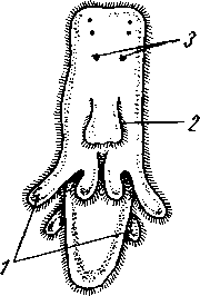 Мюллеровская личинка Jungia aurantiaca