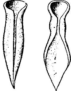 Бескишечная турбеллярия Convoluta convoluta