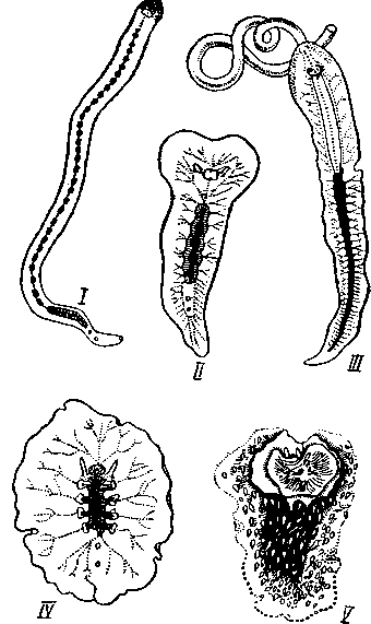 Представители Polycladida