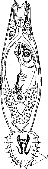 Gyrodactylus elegans Gyrodactylus elegans