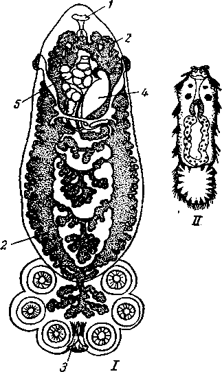 Polystomum integerrimum