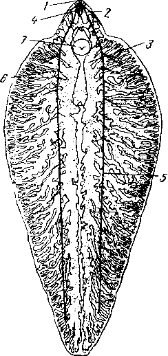 Пищеварительная и нервная системы Fasciola hepatica