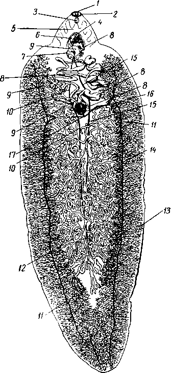 Половая система Fasciola hepatica