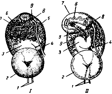 Деталь полового аппарата Fasciola hepatica