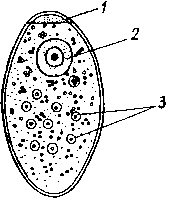 Яйцо Fasciola hepatica