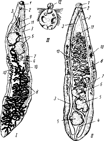 Представители семейств Dicrocoeliidae и Opistorchidae