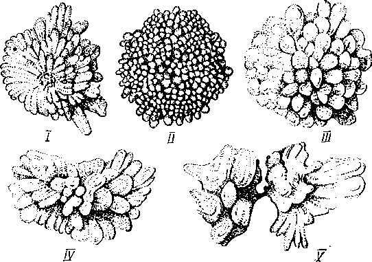 Наружные морфологические изменения во время деления Amoeba proteus (увелич. в 20 раз)