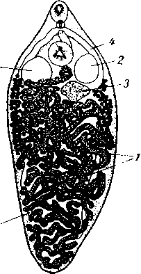 Dicrocoelium voluptarium