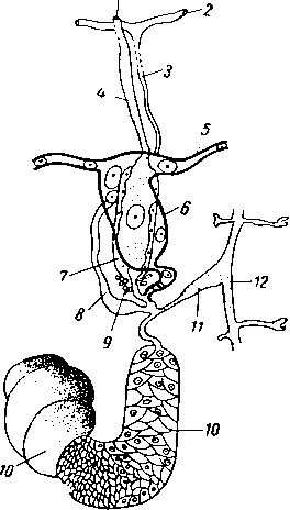 Половая система Discocotyle salmonis