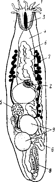 Bucephalus роlymorphus