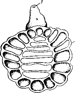 Aspidogaster limacoides