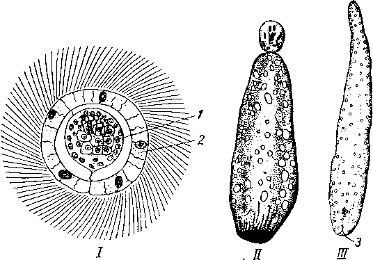 Развитие широкого лентеца