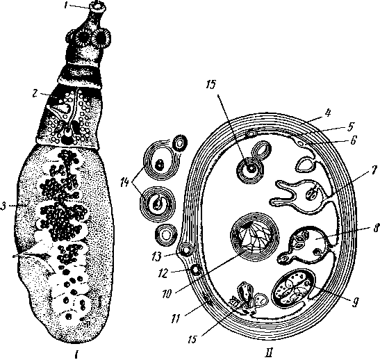 Эхинококк (Echinococcus granuLosus)