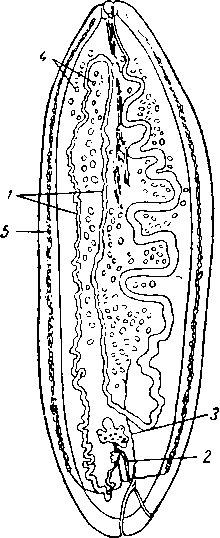 Нерасчлененный ленточный червь амфилина (Amphilina liguloides)