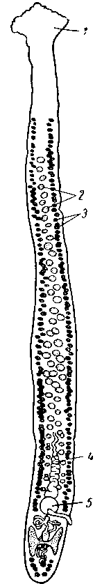 Гвоздичник Caryophyllaeus mutabilis