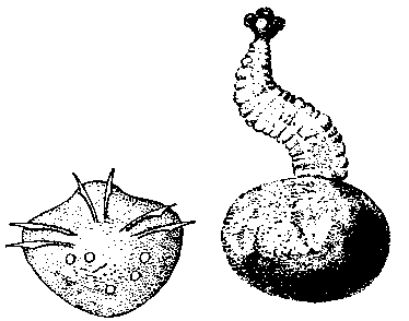 Финка (справа) и шестикрючный зародыш свиного солитера (Taenia solium