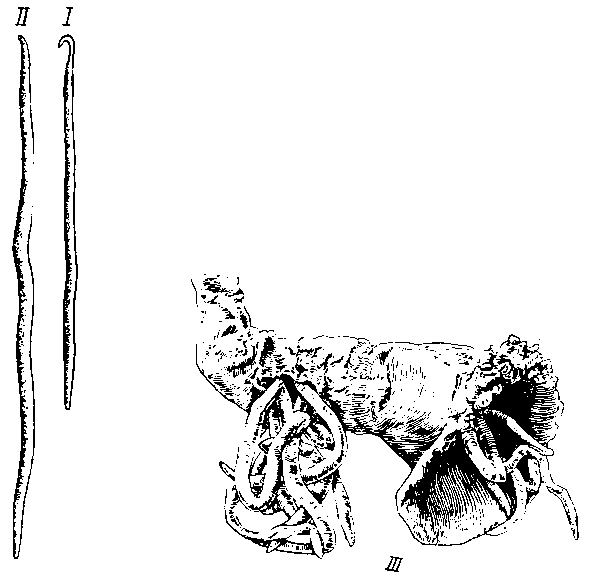 Лошадиная аскарида Parascaris equorum
