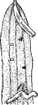 Передний конец тела Parascaris equorum