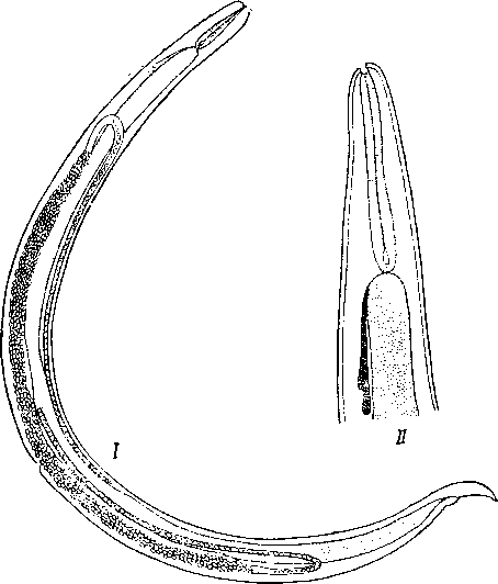 Rhabdias buffonis