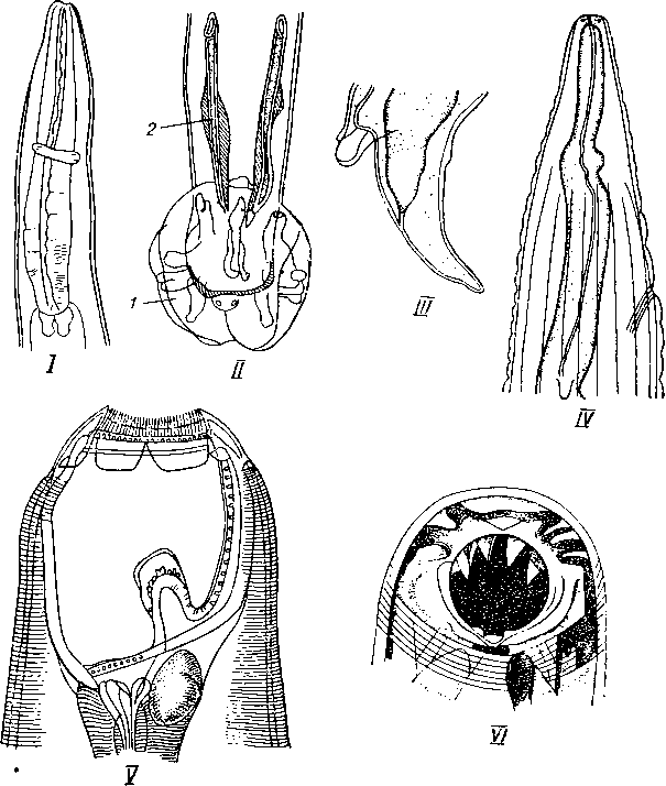 Нематоды — паразиты животных