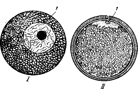 Яйцеклетки. I — морской звезды; II — костистой рыбы;1 — ядро