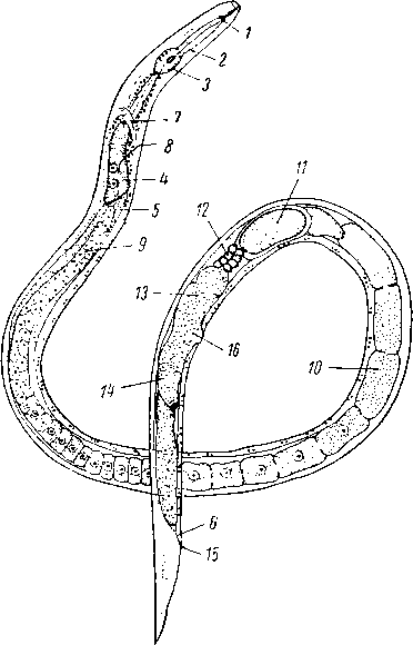 Луково-чесночная стеблевая нематода (Ditylenchus alii)
