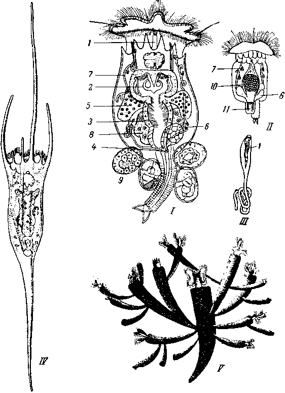 Коловратки
