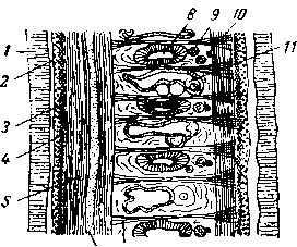 Продольно-боковой (парамедиальный) срез через тело немертины (Drepanophorus albolineatus) в области средней кишки