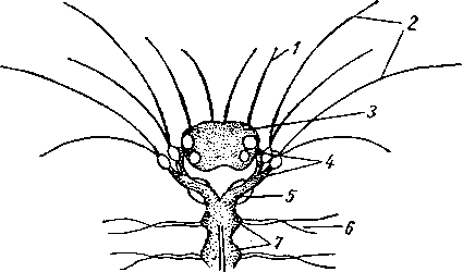 Центральная нервная система
