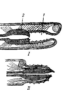Схема выпячивания глотки и буккаль-ного отдела