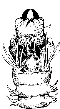 Головной конец Nereis