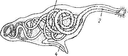 Метанефридин Nereis Метанефридин Nereis