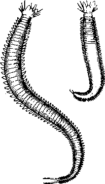 Nereis и его эпитокная форма (Heteronereis)