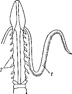 Magelona papillicornis