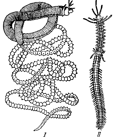 Эпитокия и шизогамия у полихет Эпитокия и шизогамия у полихет