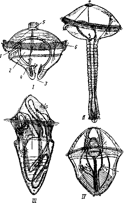 Трохофора Polygordius