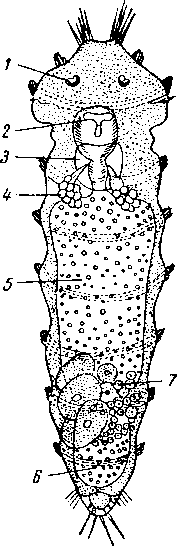 Dinophilus apatris