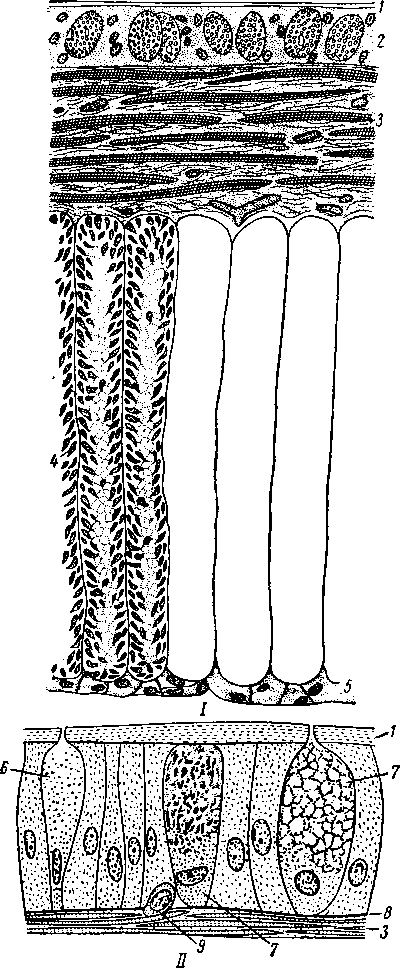 Строение стенки тела дождевого червя (поперечный срез)