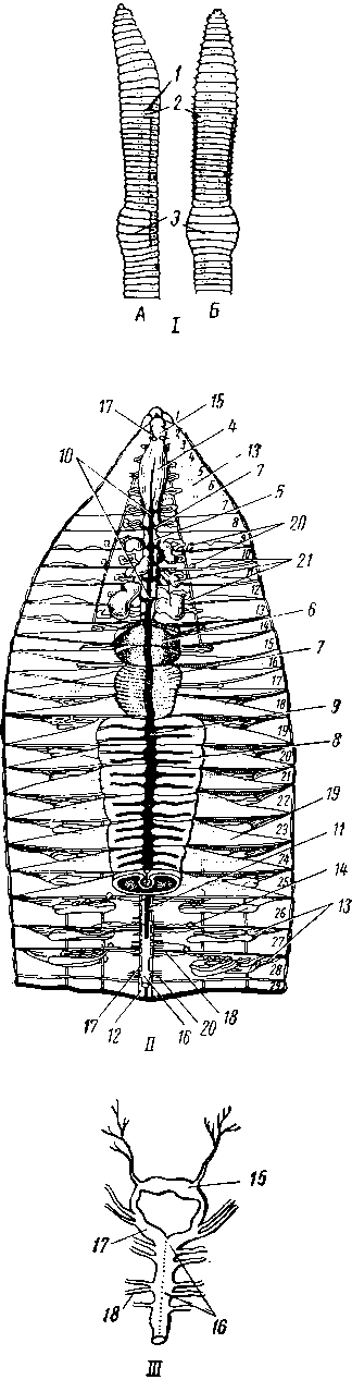 Строение дождевого червя (Lumbricus terrestris) Строение дождевого червя (Lumbricus terrestris)