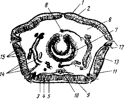 Поперечный разрез через тело дождевого червя (Lumbricus terrestris)