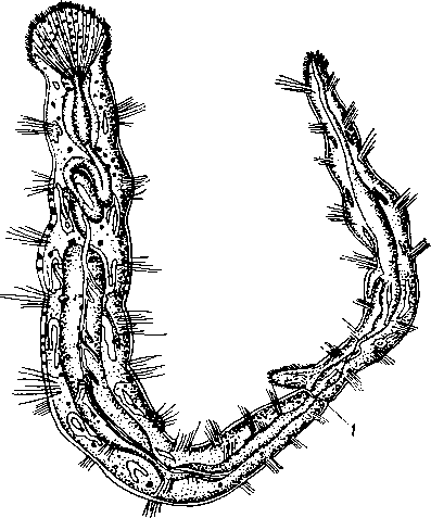 Размножение (паратомия) у Aelosoma