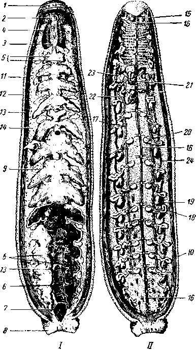 Анатомия медицинской пиявки (Hirudo medicinalis)
