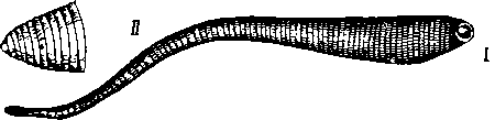 Bonnelia viridis